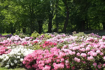 Rhododendren im Hofgarten